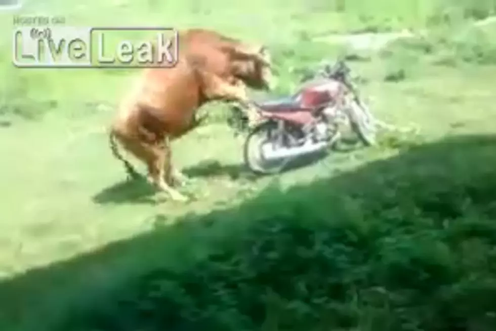 Watch This Desperate Bull Try To Hump A Motorcycle