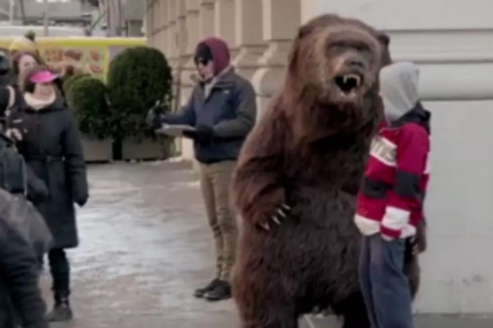 Hungry Bear Scares People Crapless in New York City