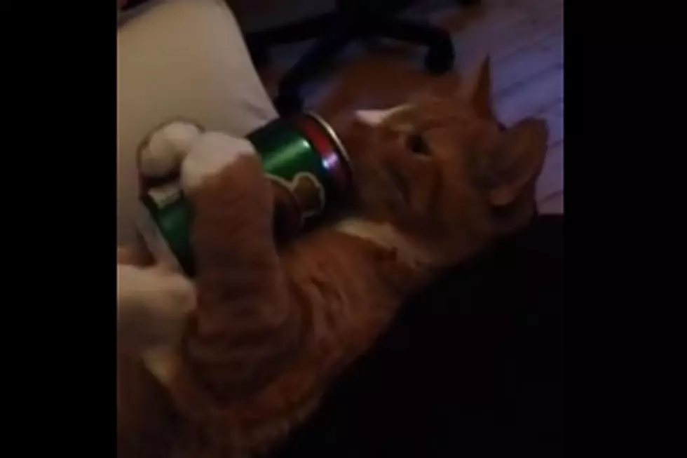 Watch a Cat Drink Beer Because That's What Awesome Is