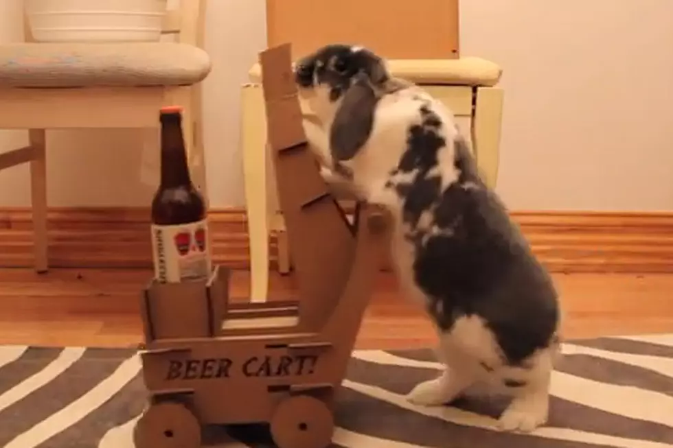 Bunny Delivers Beer Via Cart Because Bunnies Need to Work