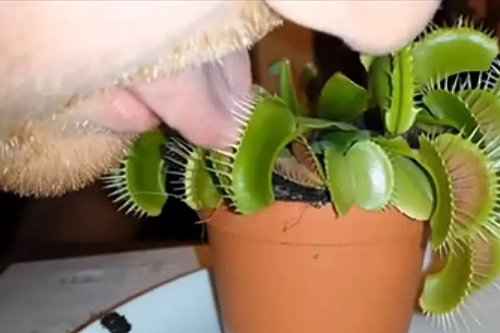 Whatever You Do, Don’t Put Your Tongue in a Venus Flytrap