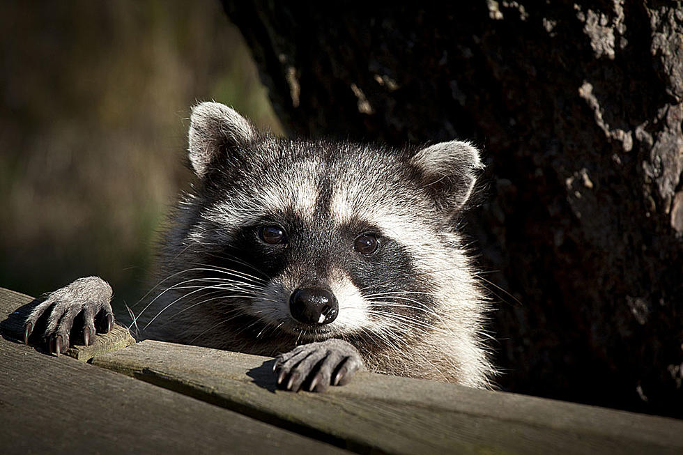 You Can Now Cross ‘Seeing a Drunk Raccoon’ Off Your Bucket List