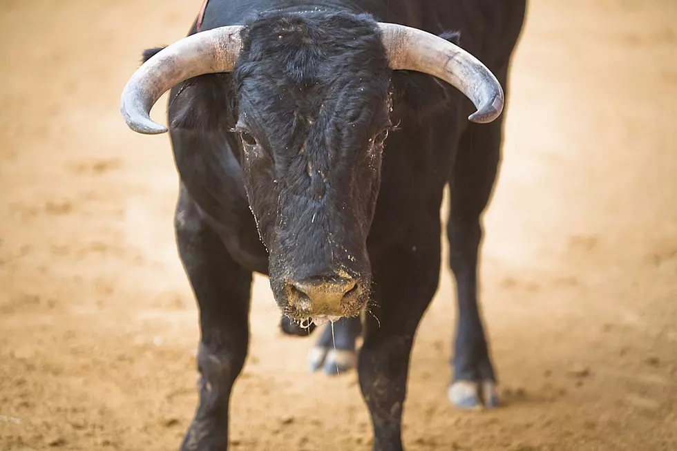 Furious Bull Injures Several After Stomping Into Crowd During Bullfight