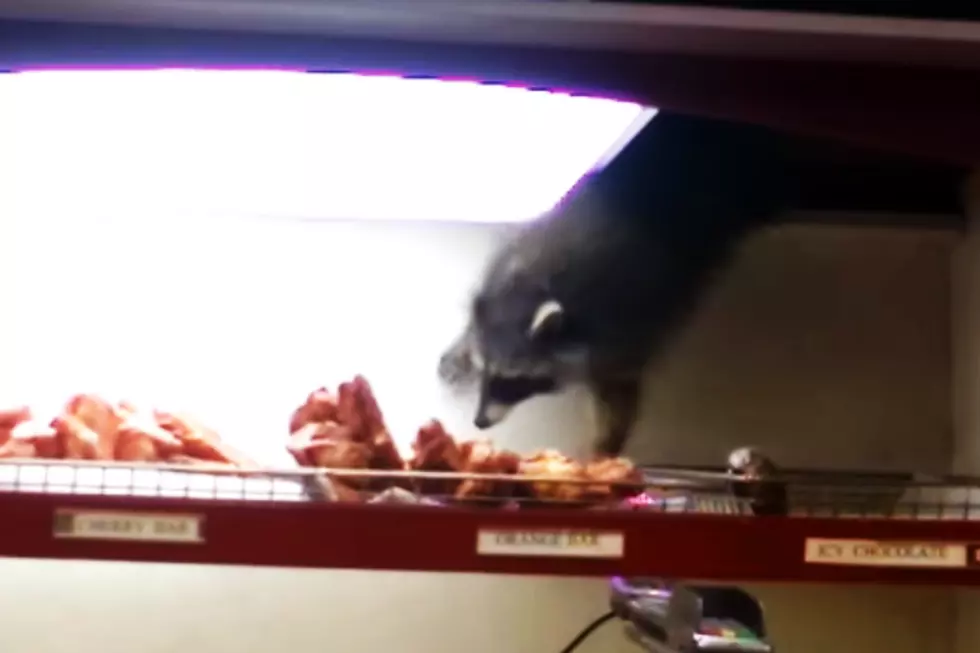 Donut-Stealing Raccoon Is 2015’s Best Pastry Thief