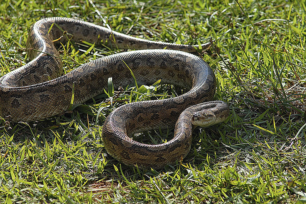 Fool With Death Wish Decides to Tick Off Feisty Anaconda