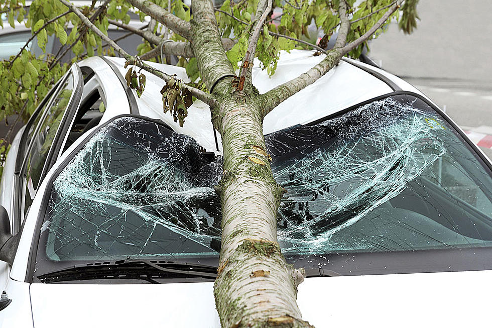 Oblivious Drunk Driver Cruises Around With a Tree in Hood of Her Car