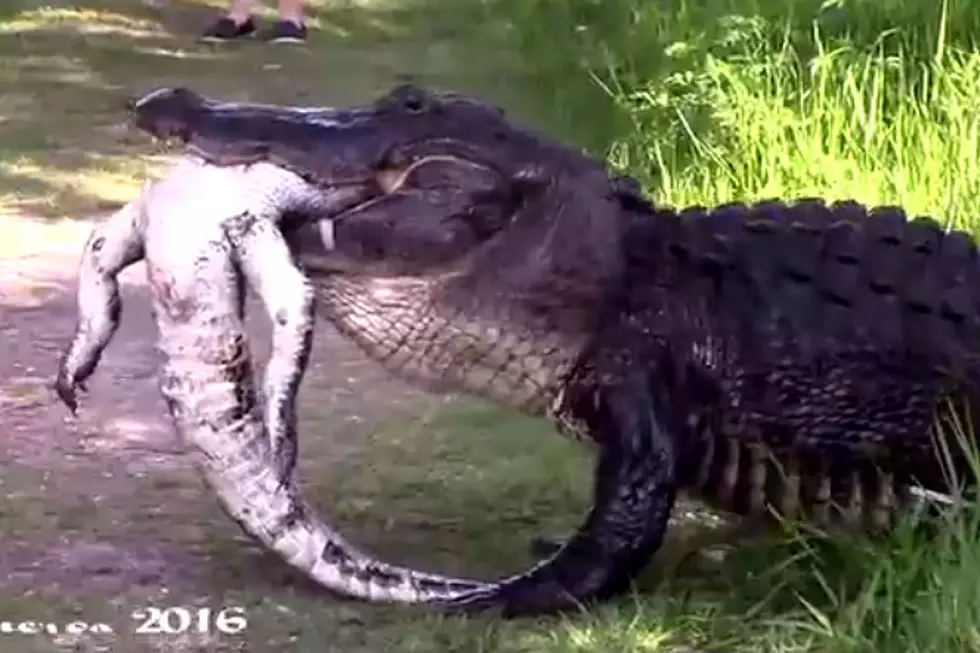 Terrifying Giant Alligator Chows Down on Little Gator