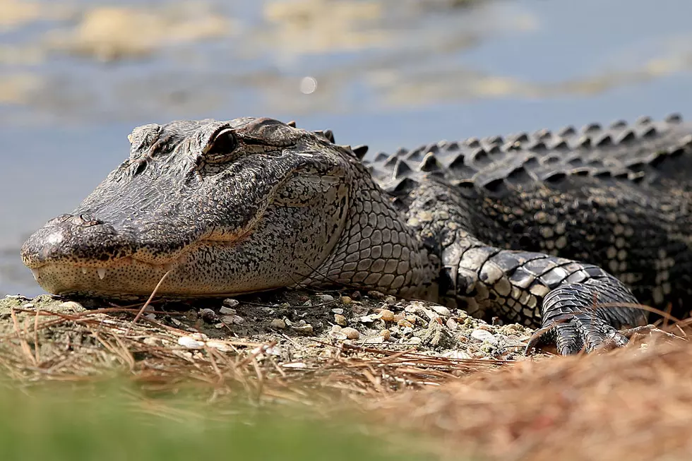 Alligator Knocking on Front Door Is Not a Neighbor You Want