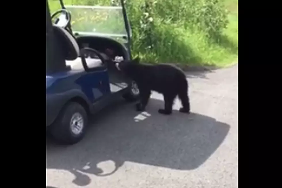 Thirsty (And Maybe Alcoholic) Bear Wants Beer From Golf Cart