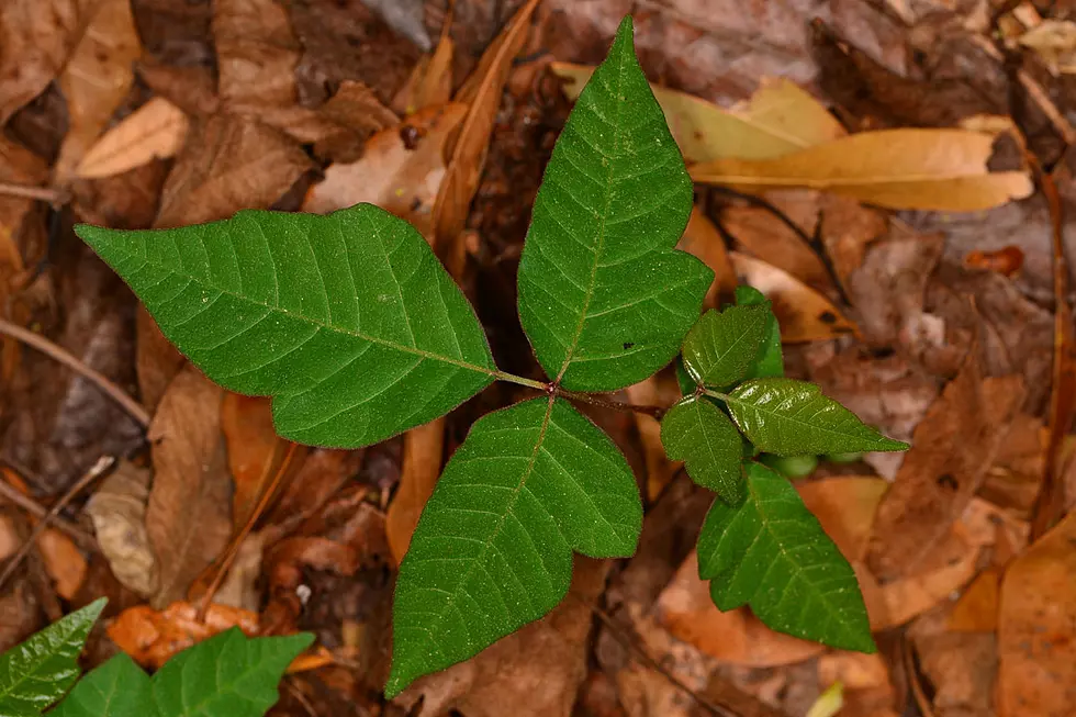 The Five Worst Body Parts To Have Poison Ivy (Typing This With My Elbows.)