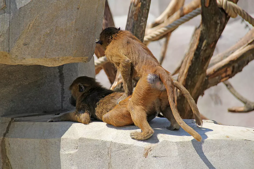 Monkeys Having Sex on Man’s Head Is Utterly Zoo-Larious