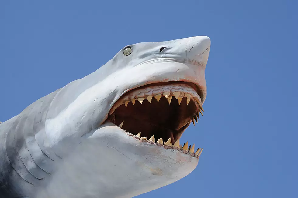 Dudes Who Shotgunned a Beer on Shark’s Mouth — Cool or Cruel?