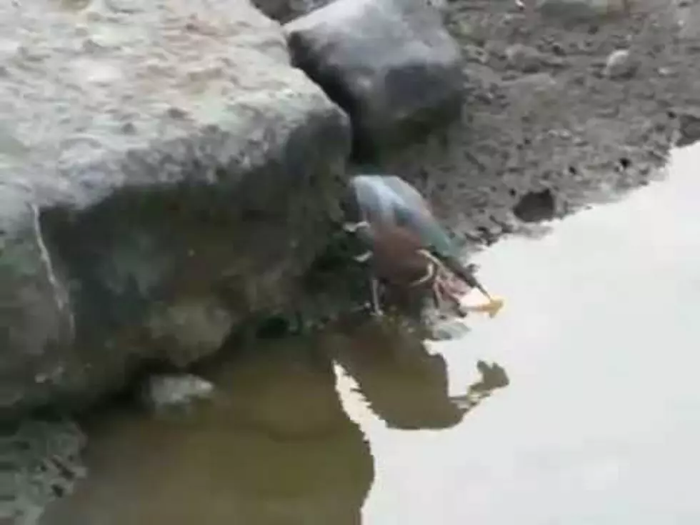 This Fishing Bird Is A Genius