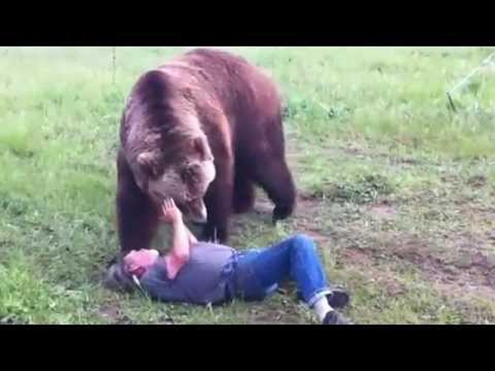What’s More Fun Than Wrestling A Grizzly Bear?  NOTHING.