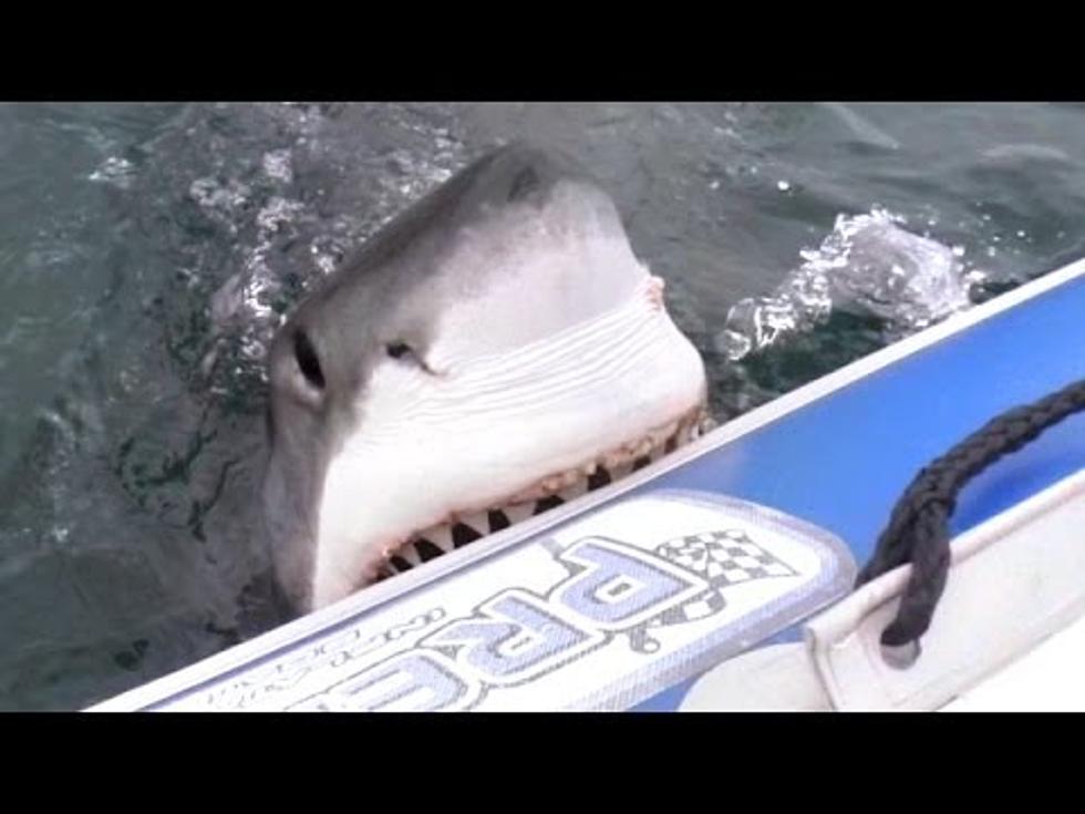 What Happens When A Great White Shark Attacks An Inflatable Boat?
