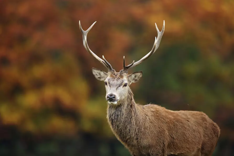 New Jersey Bill Would Allow Hunters to Sell Deer Meat