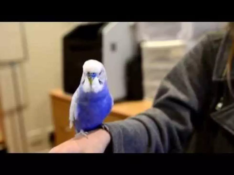 This Bird Sounds Just Like R2-D2