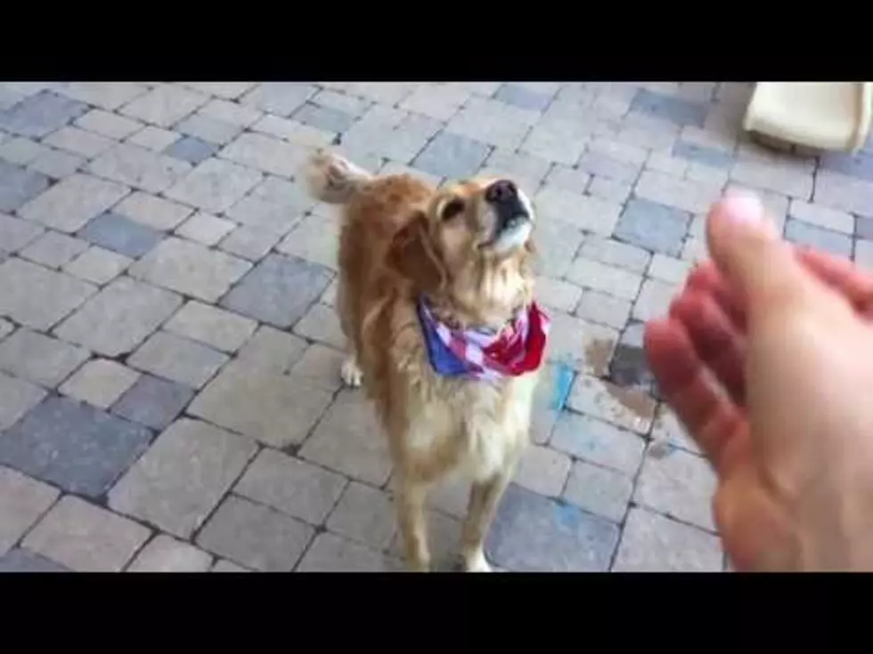 This Adorable Dog Can&#8217;t Quite Catch His Food