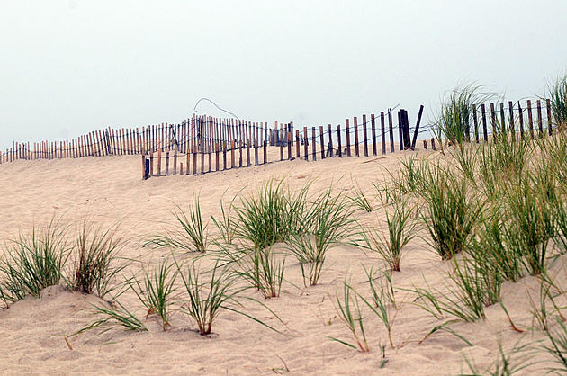 Help Plant Dune Grass This Saturday at Island Beach State Park
