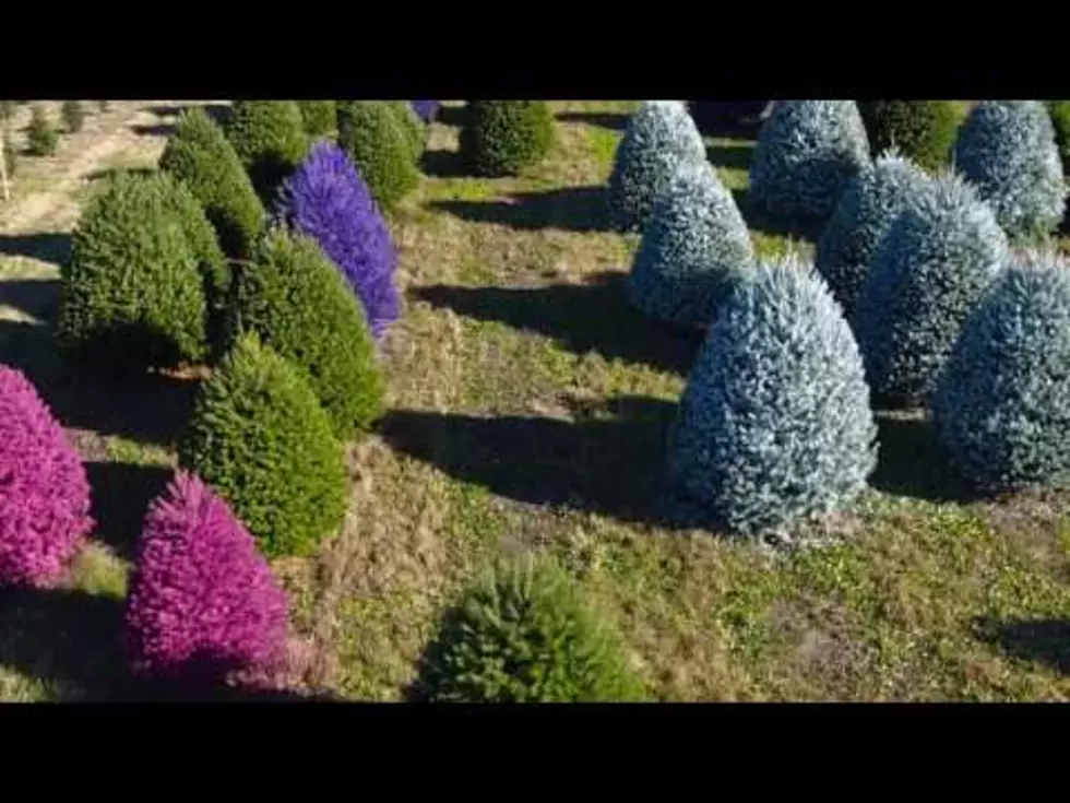 NJ Tree Farm Selling Funky Colored Christmas Trees [VIDEO]