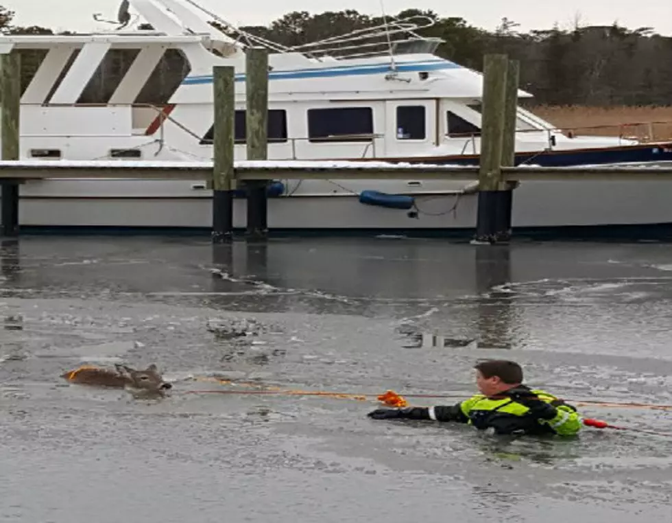 Brick First Responders Rescue Two Deer From Icy Waters