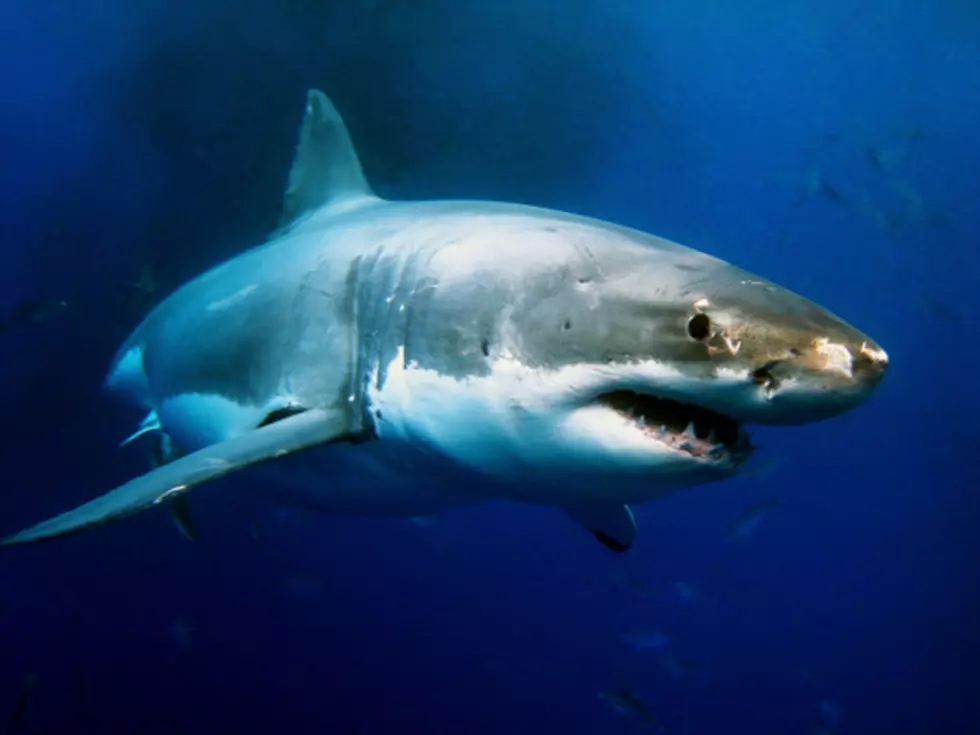 Huge Great White Pings Off Jersey Shore