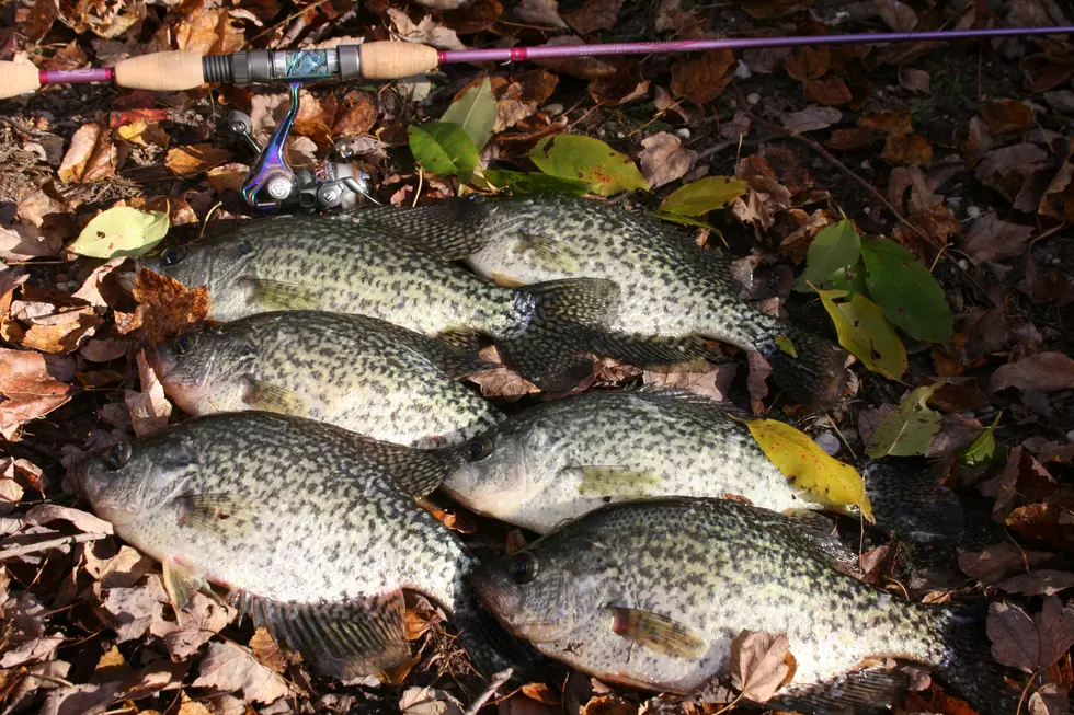 March Is a Crappie Month