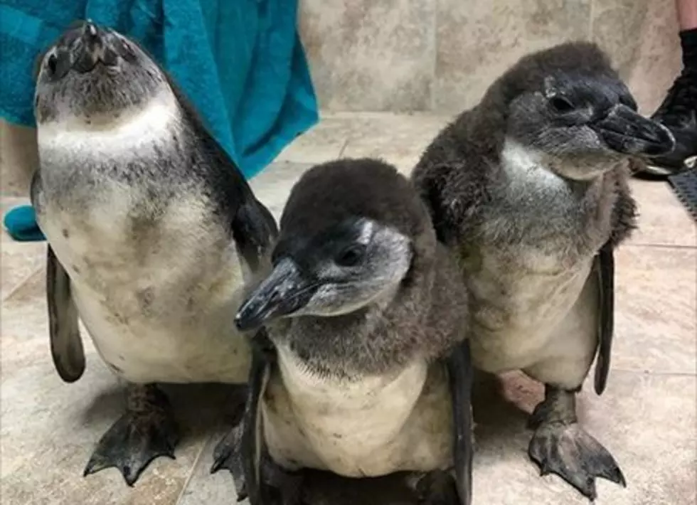 Help Jenkinson’s Aquarium Name Their Baby Penguins