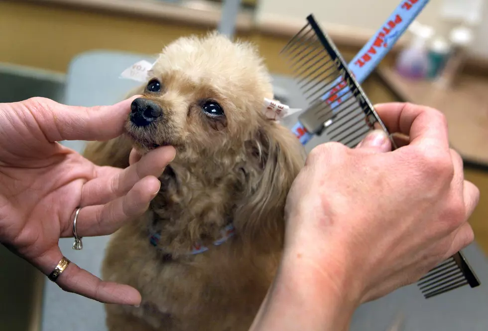 NJ May Require Pet Groomers To Be Licensed