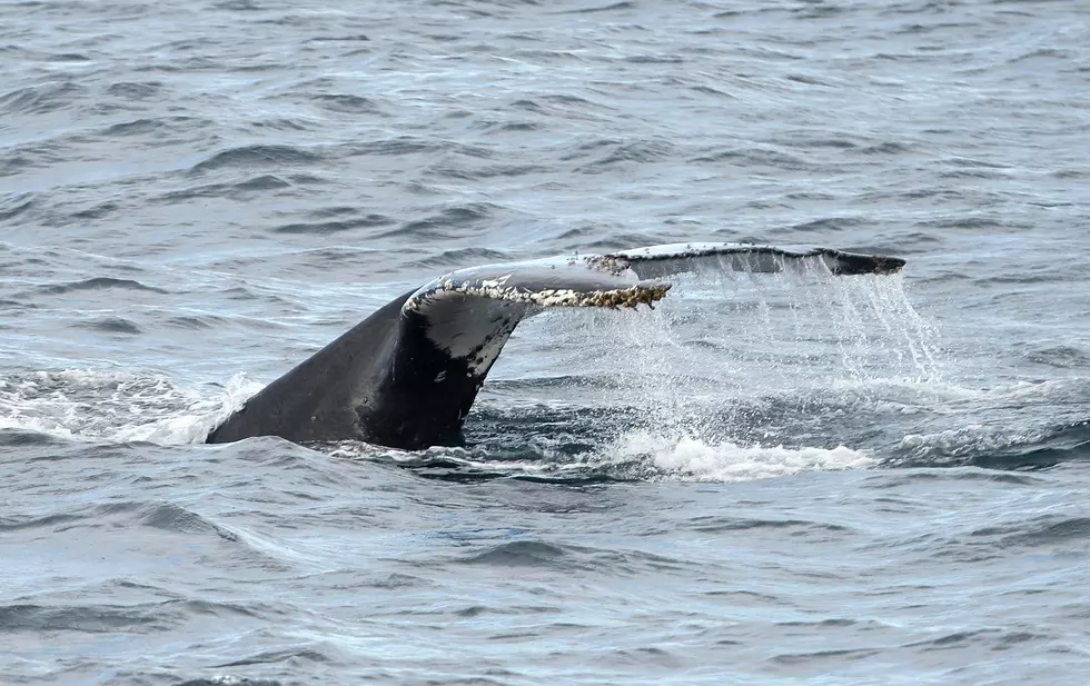 Watch This Incredible Humpback Whale Video From Mantoloking