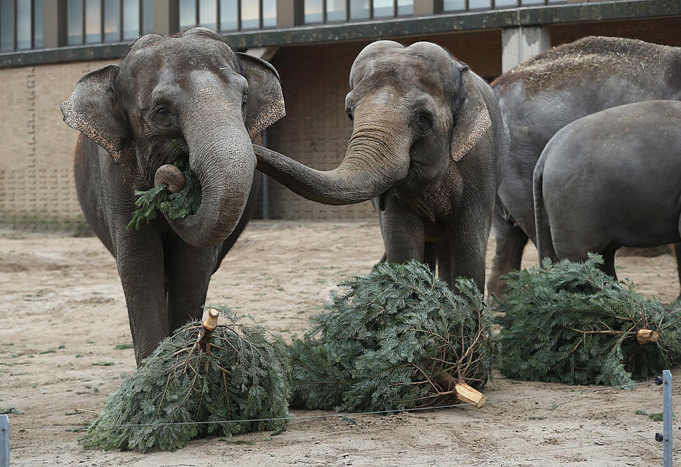 Donate Your Christmas Tree To the Cape May Zoo