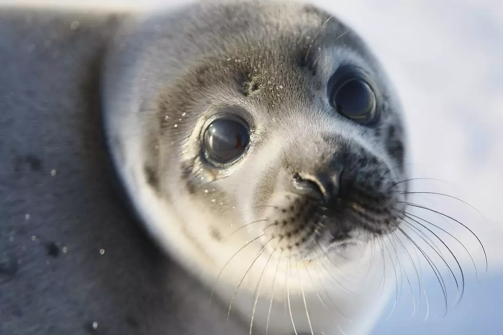 Stop Harassing The Seals