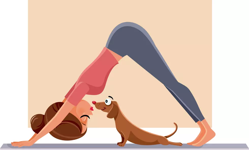 Do Dog Yoga In Point Pleasant