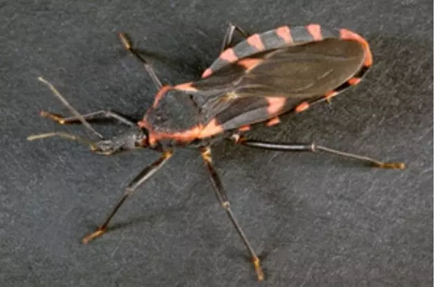 Is The Blood Sucking &#8220;Kissing Bug&#8221; in New Jersey?