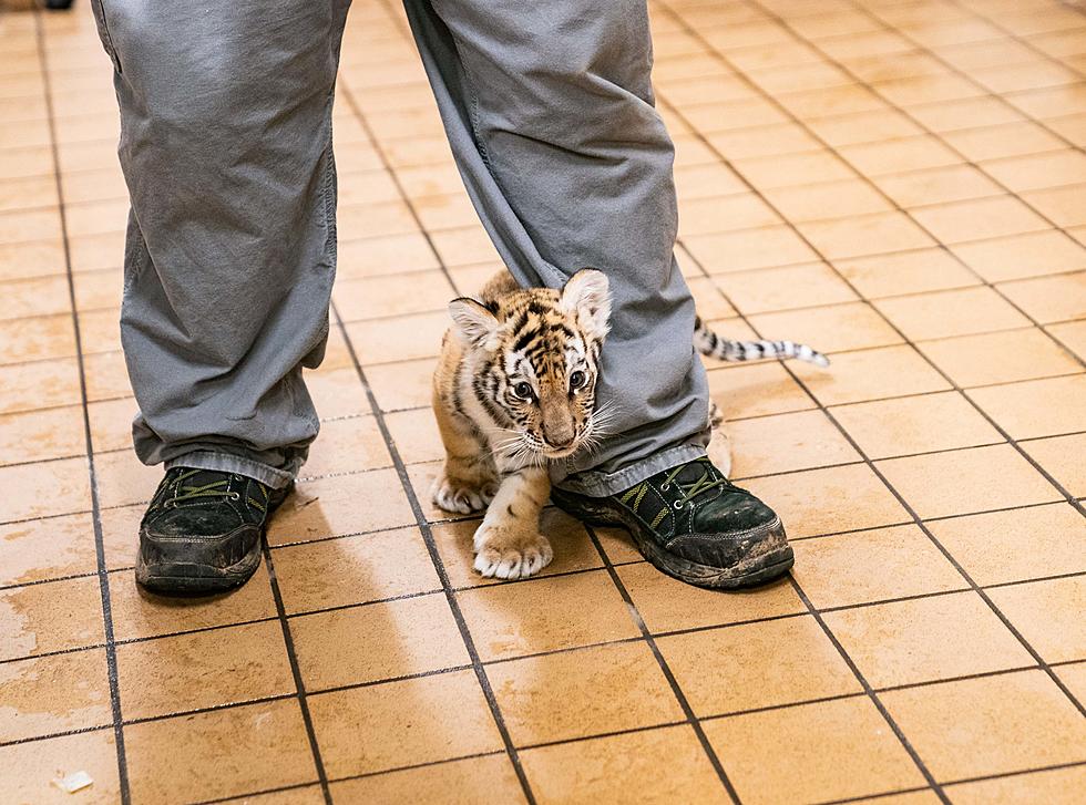 Meet Great Adventure’s New Siberian Tiger Cub