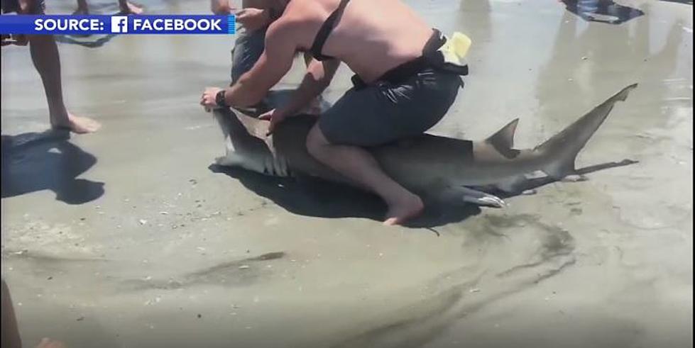 Watch: Shark Caught By Fisherman at Brigantine Beach