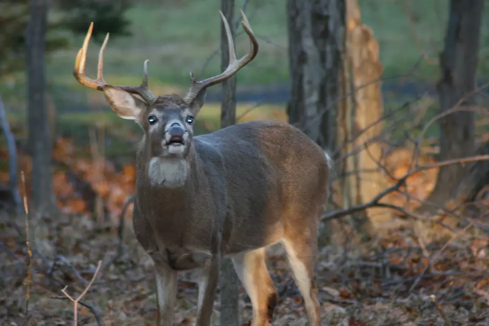 Whitetail Deer Mating Season Is On
