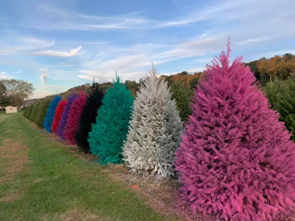 NJ Tree Farm Selling Colored Christmas Trees