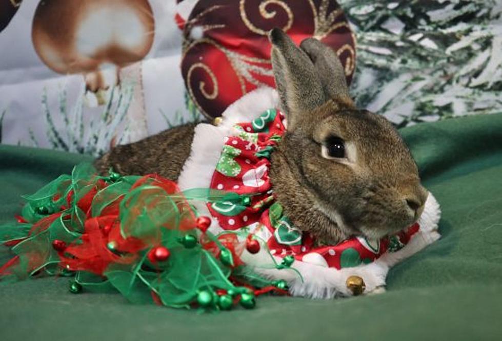 Help Find This NJ Bunny It’s Fur-Ever Home