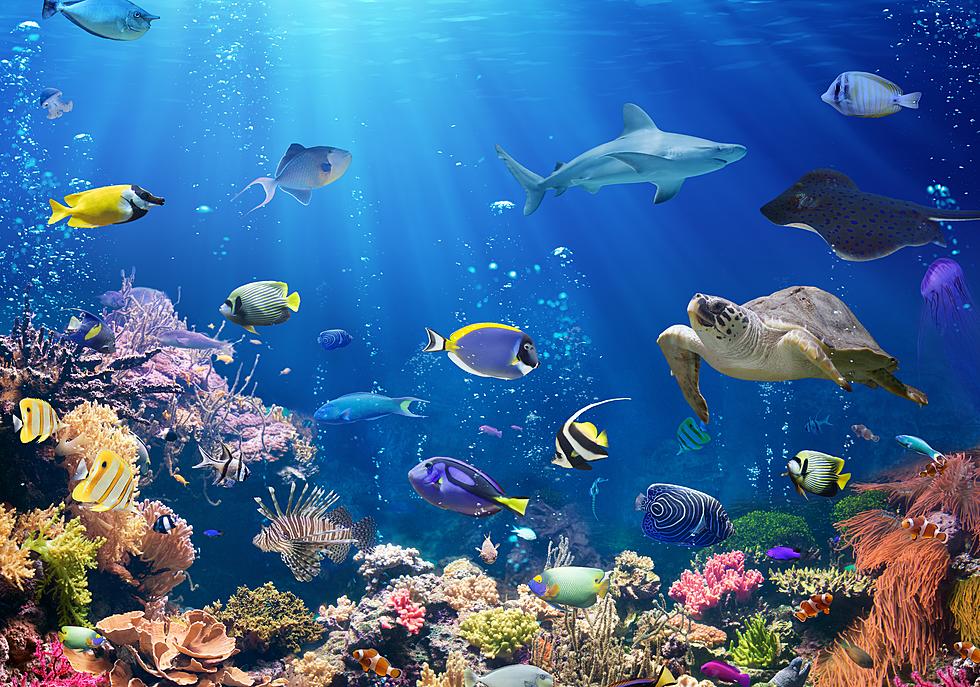 American Dream Aquarium Plans Grand Opening