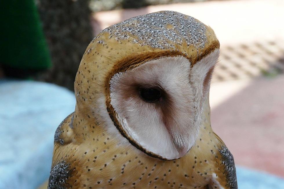 Help Bring Barn Owls Back To Island Beach State Park