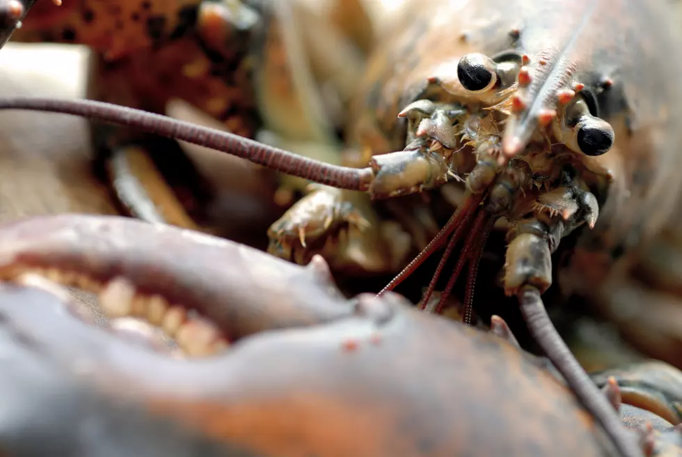 See A 1-In-A-Million Lobster At The Jersey Shore
