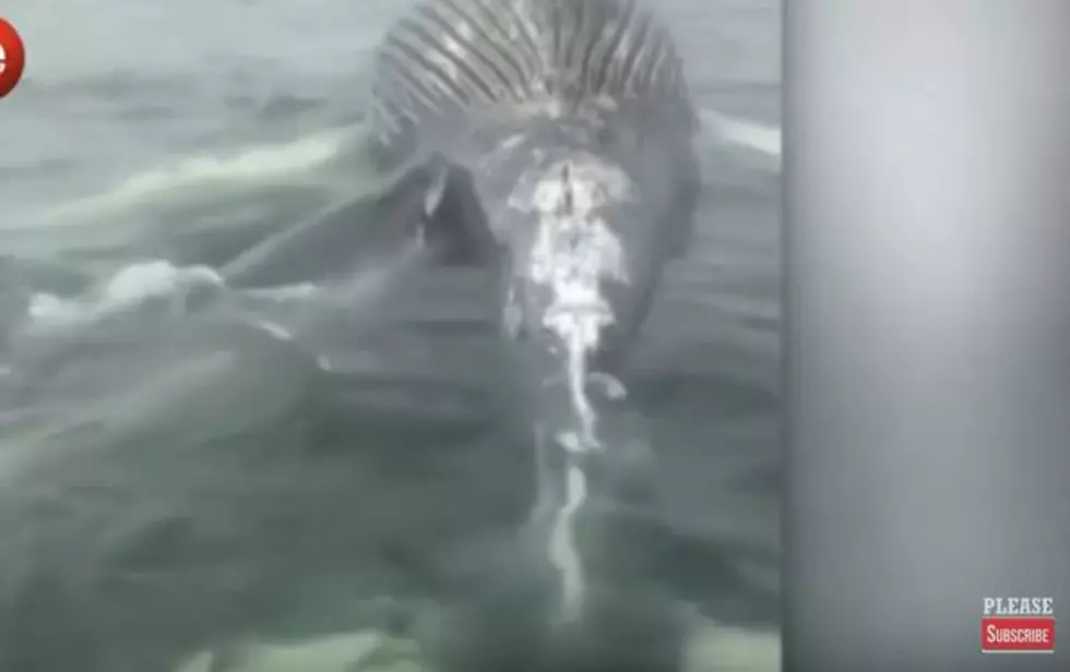 [WATCH] Great White Shark Feasting On Dead Whale Off Long Island