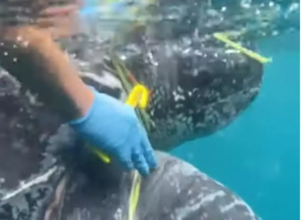 Coast Guard Frees Sea Turtle Stuck in Fishing Net Off NJ Coast