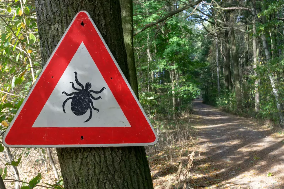 A New Species Of Tick Has Come To New Jersey