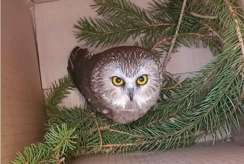An Owl Was Rescued From The Rockefeller Center Tree