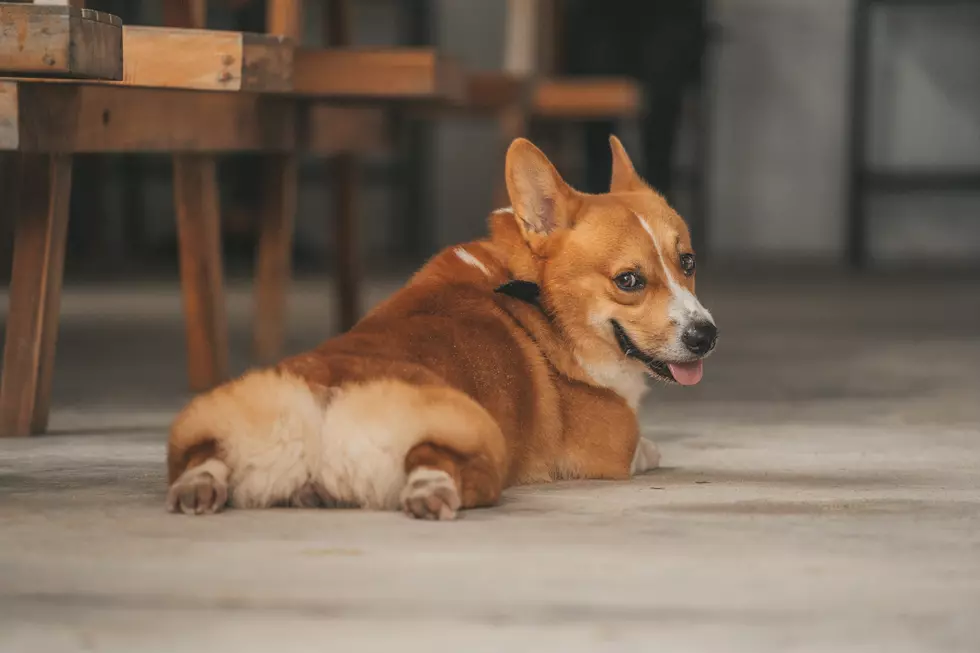 Incredible, Here&#8217;s Why New Jersey Needs to Bring Corgi Races to the Jersey Shore