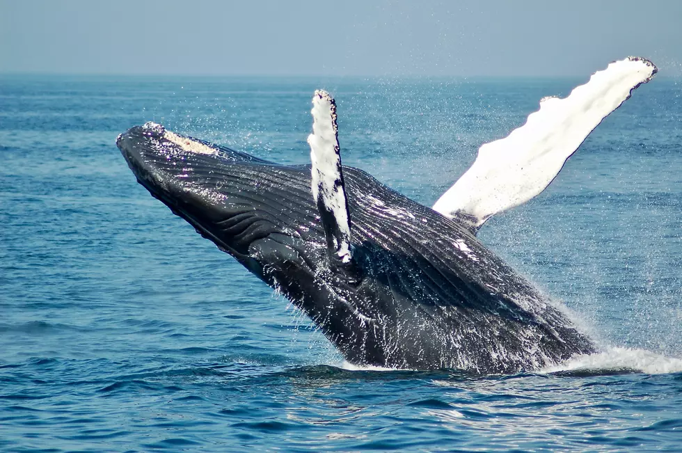 Amazing Video Of Massive Whale Is Too Close For Comfort In Belmar, NJ