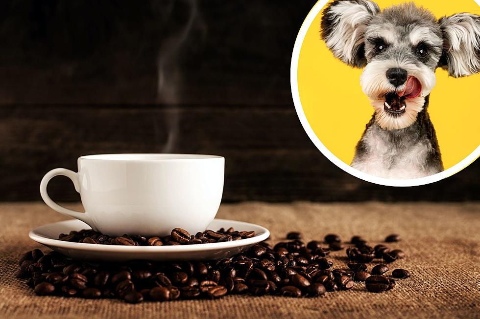 New Jersey Is Getting Its First Dog Friendly Drive Thru Only Coffee Shop