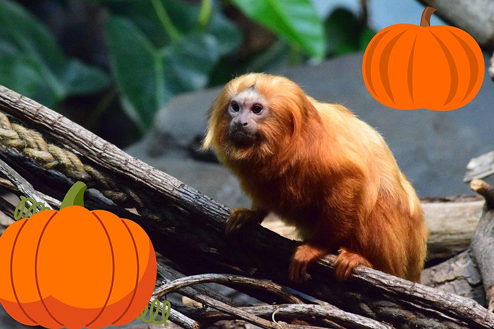 Donate Old Pumpkins So NJ Farms And Zoos Benefit